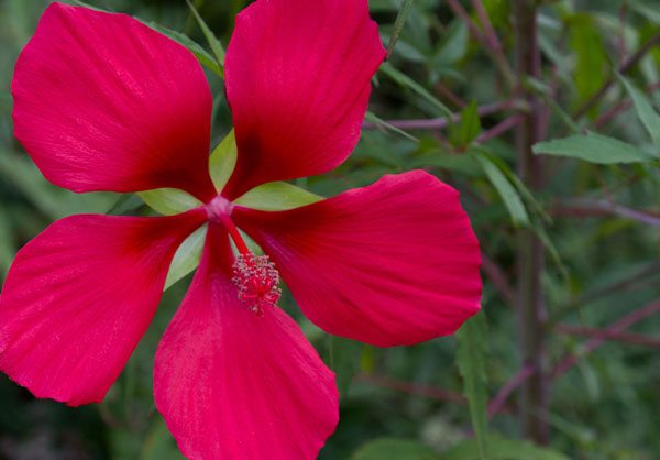 Red rose mallow