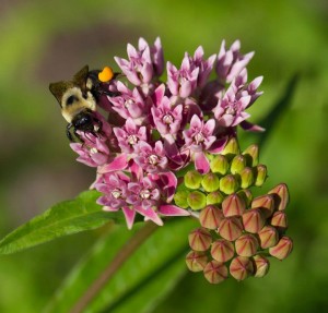 Bumble bee on red milkweed (Asclepias rubra).