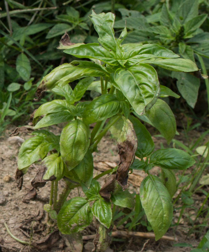 Basil Downy Mildew Reported in North Carolina NC State