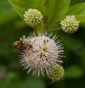 Cover photo for Pollinator Garden Tour Wednesday September 9