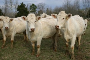 Cover photo for Get Your Ticket Now for Chatham County Farm & Industry Tour