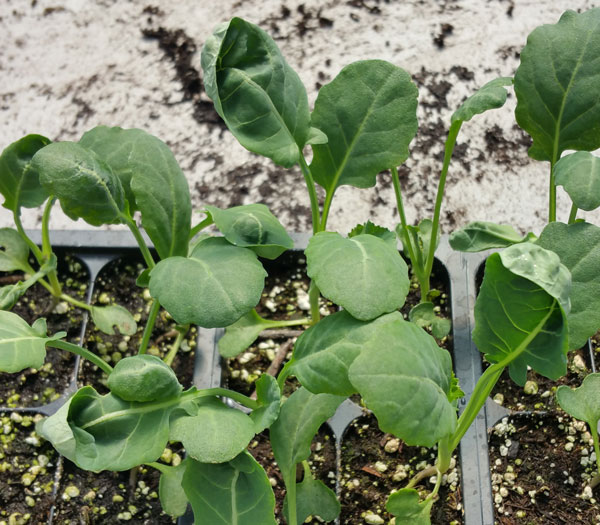 cauliflower seedlings