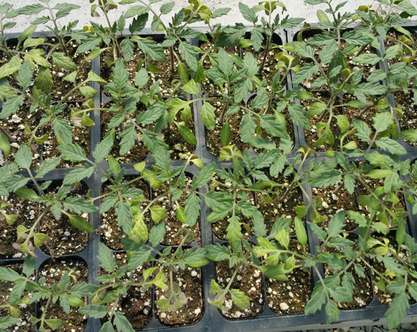  Tomato seedlings
