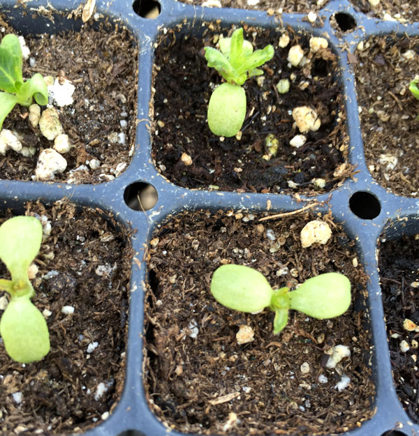 Lettuce seedlings