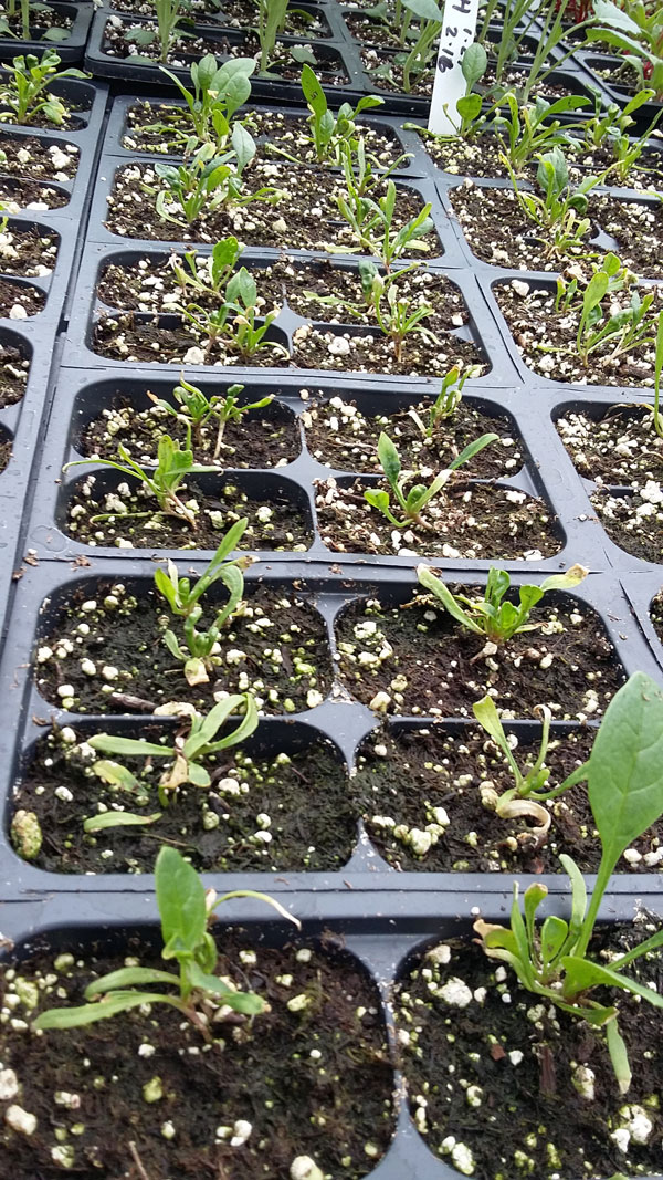 flat of spinach seedlings