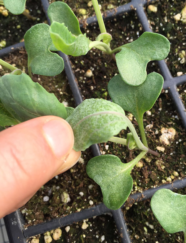 brassica seedlings