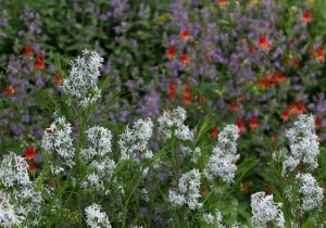 Cover photo for Register Now for Spring Pollinator Garden Workshops & Garden Tours