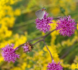 Cover photo for Pollinator Garden Tour Wednesday September 14