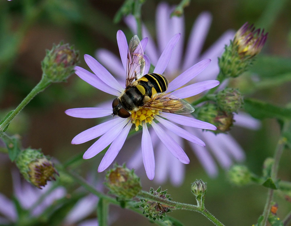 Syrphid fly on Symphyotrichum patens