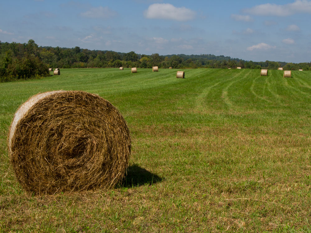 haystacks