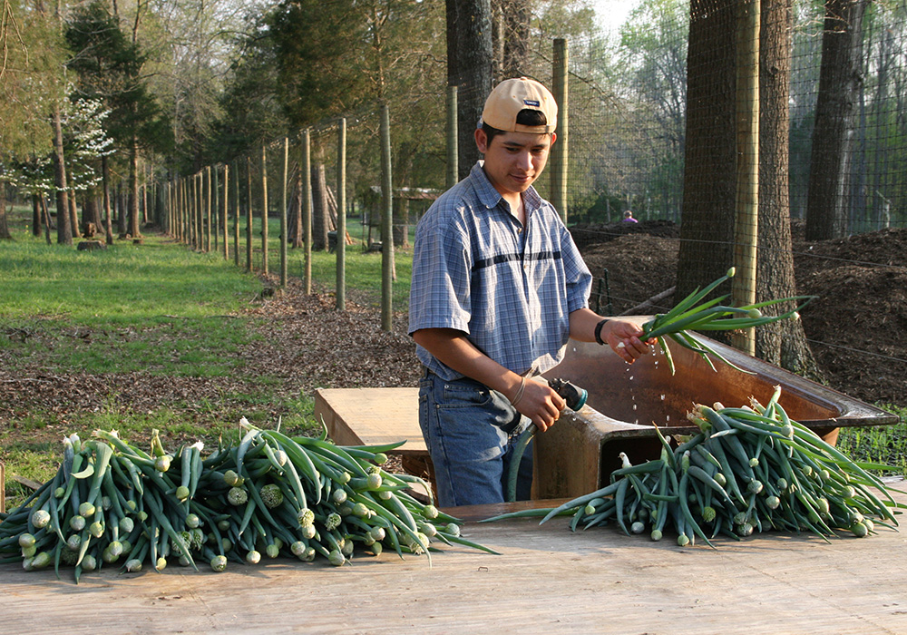 worker packing fresh cut flowers