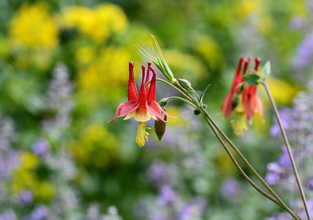 Native columbines with catmint and golden alexander.