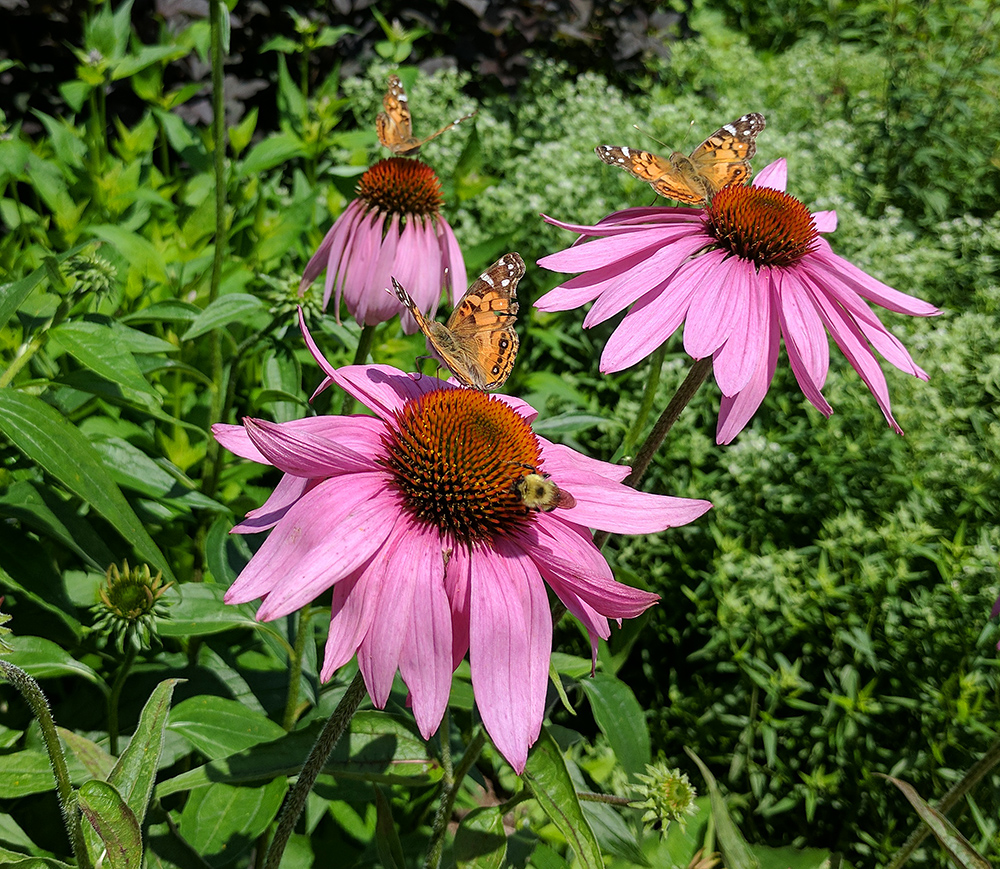 American ladies and bumble bee on coneflowers.