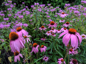 Coneflowers and bee balm.