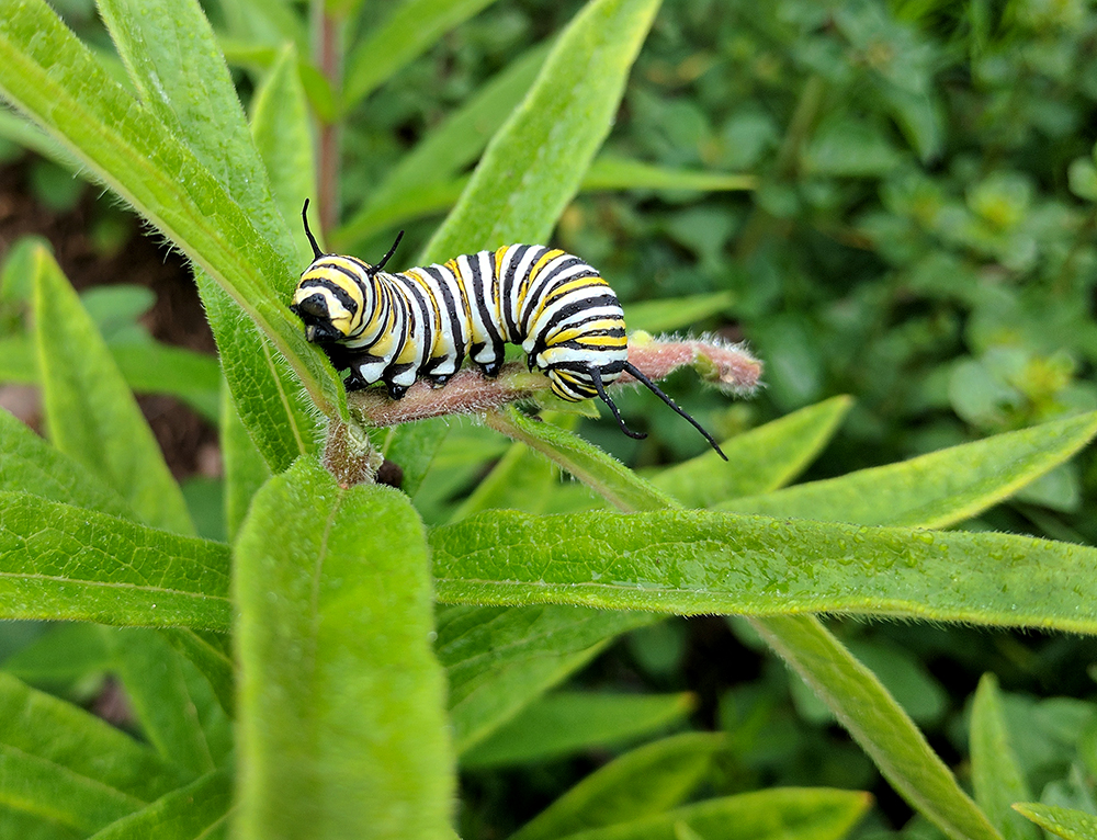 Monarch caterpillar on butterfly milkweed in late May. 