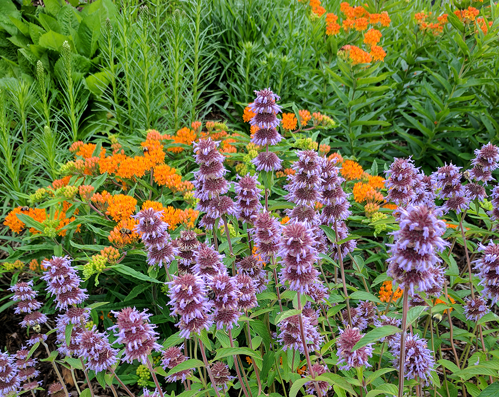Downy wood mint and orange butterfly weed. 