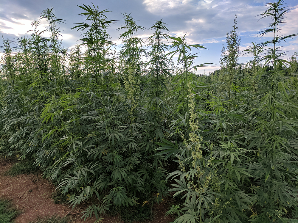 Industrial Hemp Is North Carolina S Newest Crop Nc State