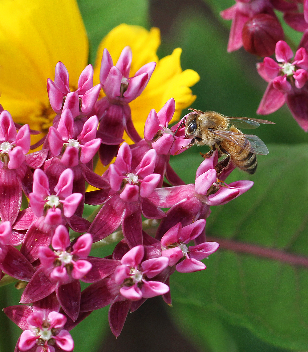 Honey bee on native purple milkweed