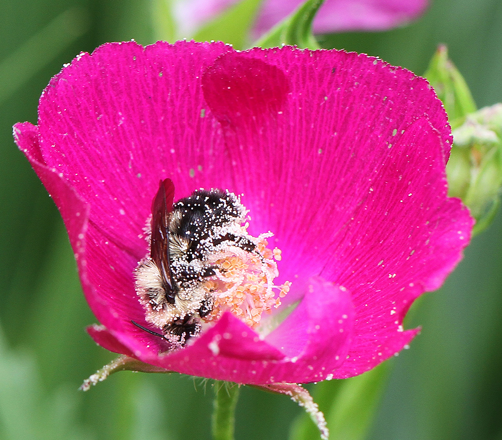 The bumble bees get delirious foraging on the poppy mallows