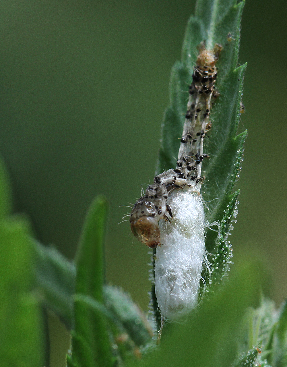 parasitic wasp pupa next to a dead caterpillar that was eaten by the wasp larva.