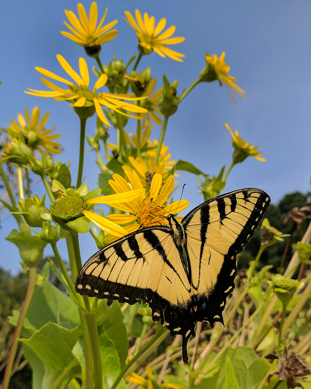 Eastern tiger swallowtail on cup plant