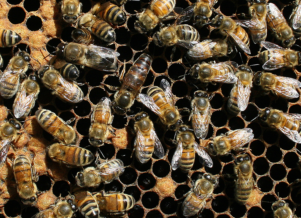 Qué significa beekeeping age en Inglés (US)?