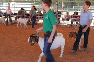 Cover photo for Photos from the 8th Annual Chatham County 4-H Livestock Show
