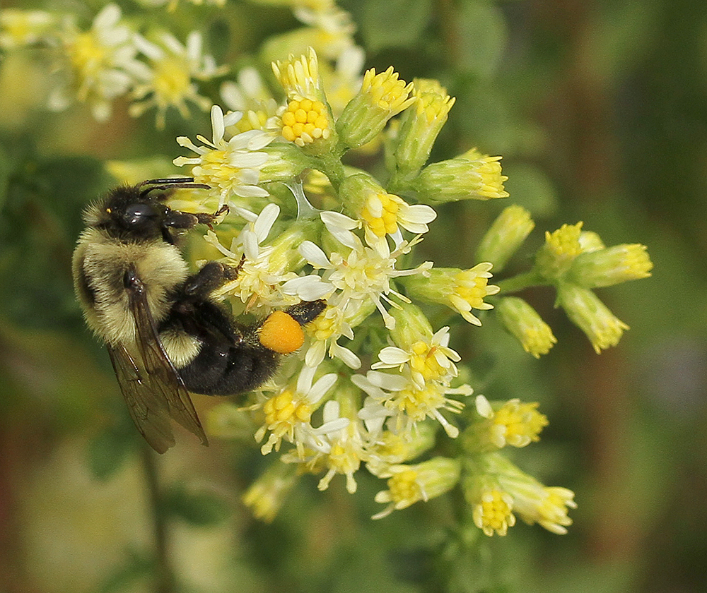 bumble bees on white goldenrod