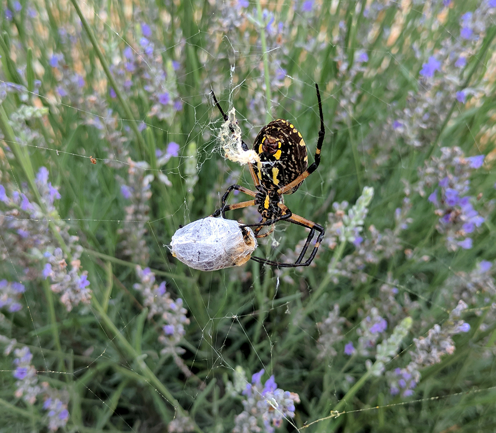 This Argiope spider selected a prime spot to spin her web, choosing a lavender plant that received lots of bee visitors.