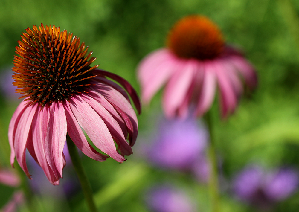 Coneflowers and stoke's aster.