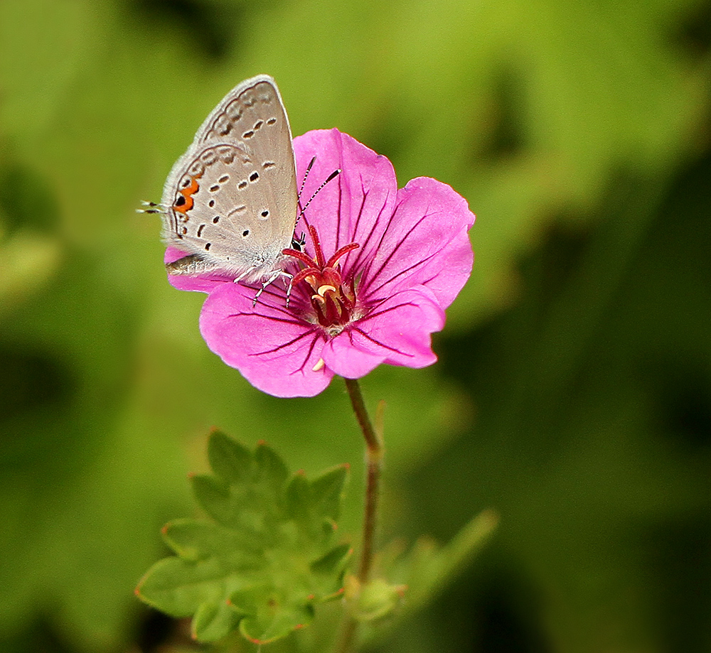 Eastern tailed-blue butterfly