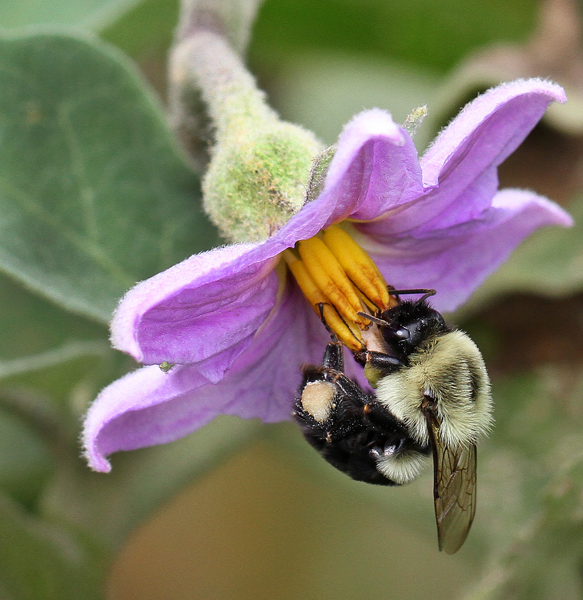 Bumble bee on eggplant bloom