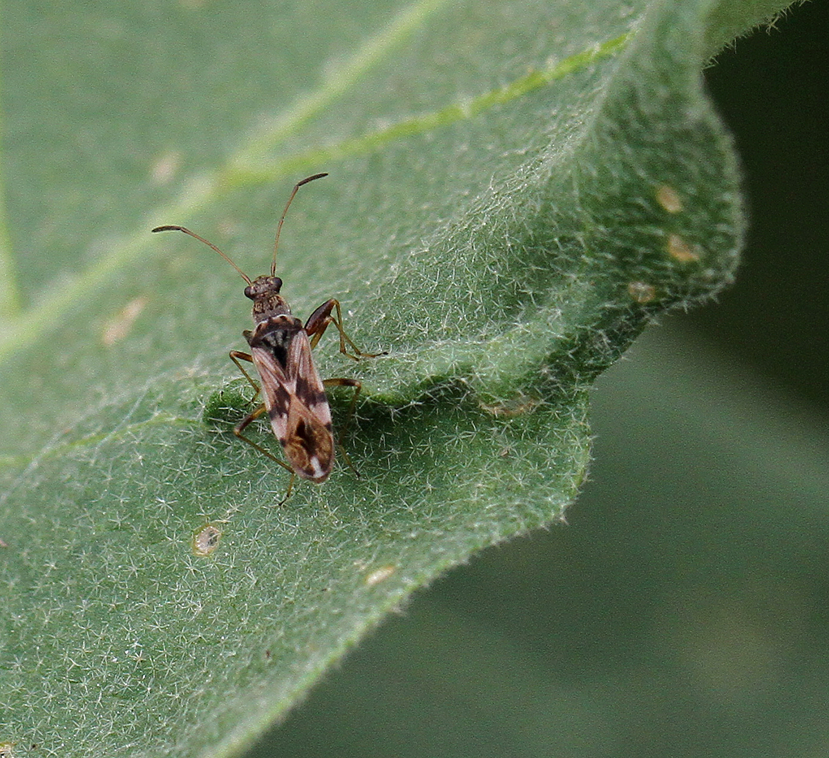 Seed bug