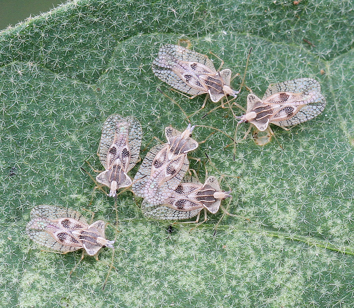 Eggplant lace bug