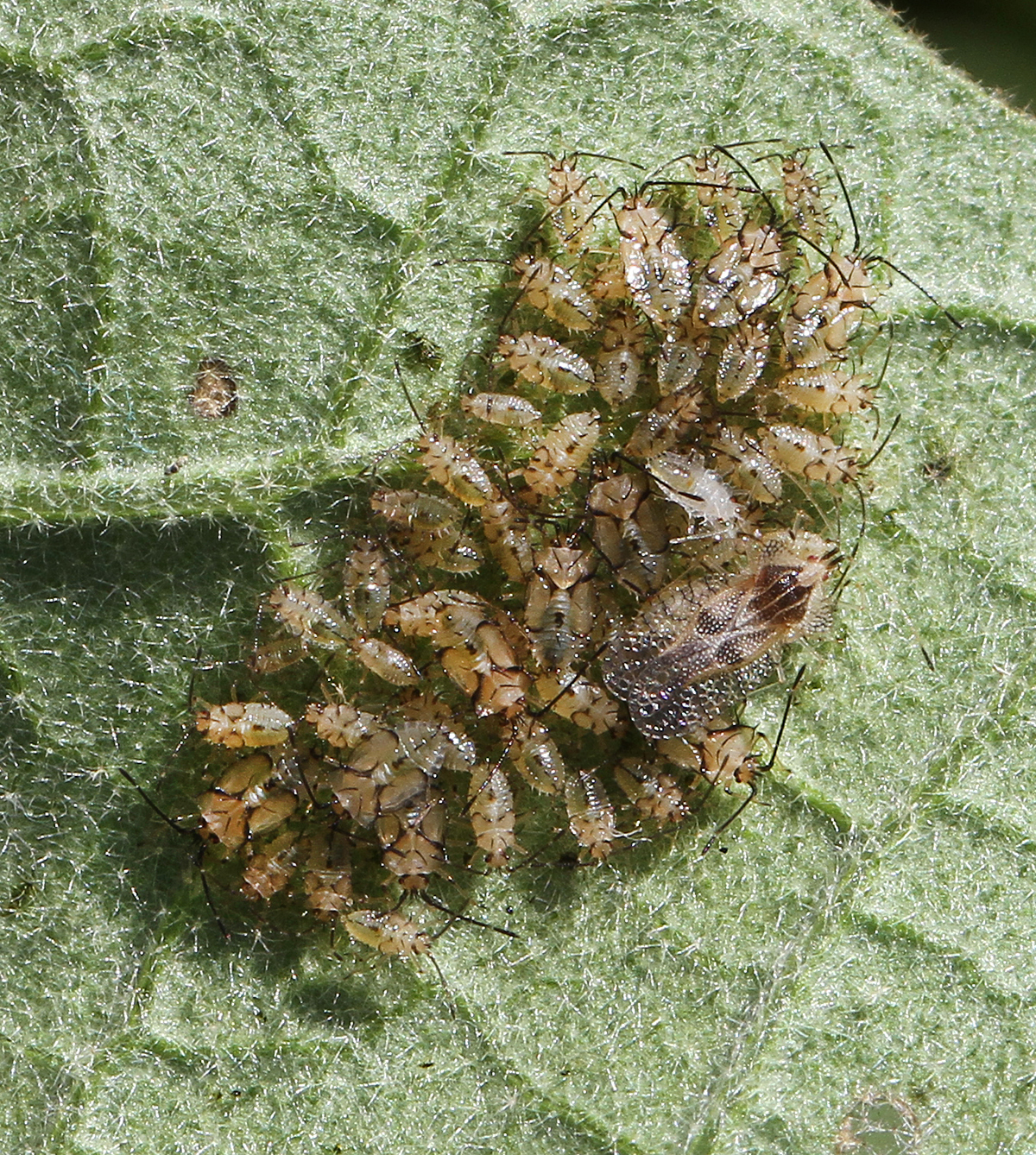 Eggplant lace bug adult with newly hatched nymphs