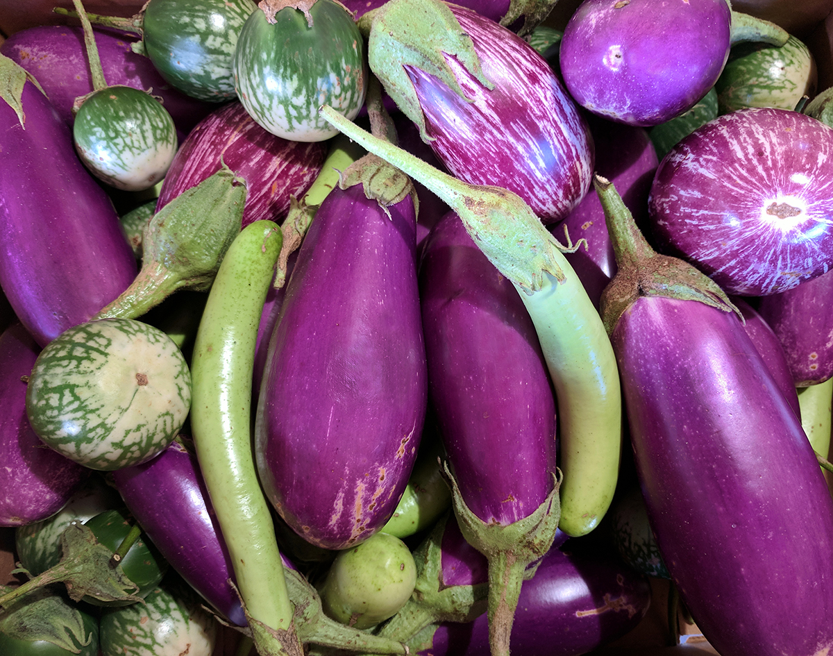 different varieties of harvested eggplant