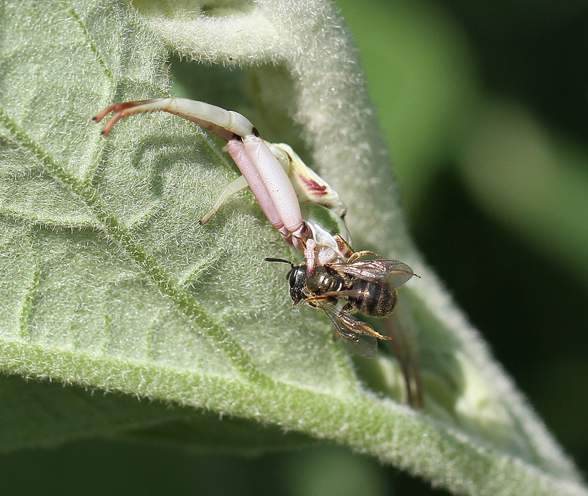 White-banded crab spider feeding on sweat bee