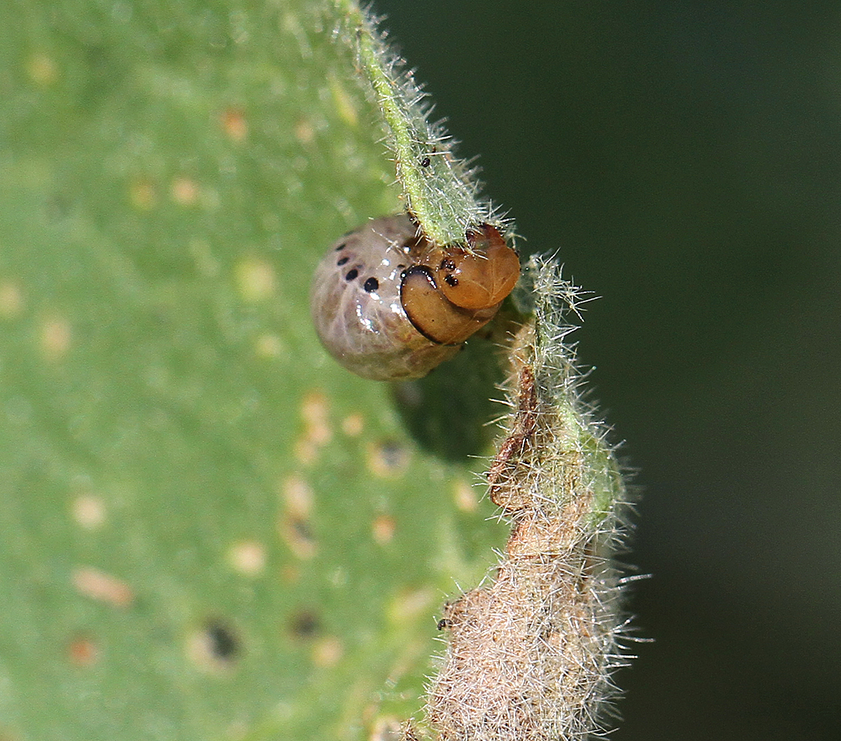 False potato beetle larva