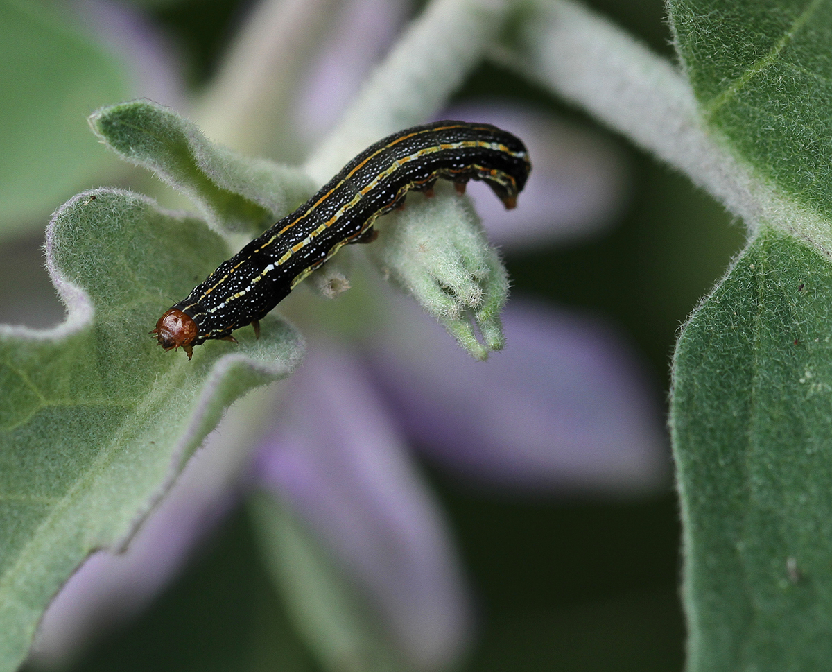 Southern armyworm
