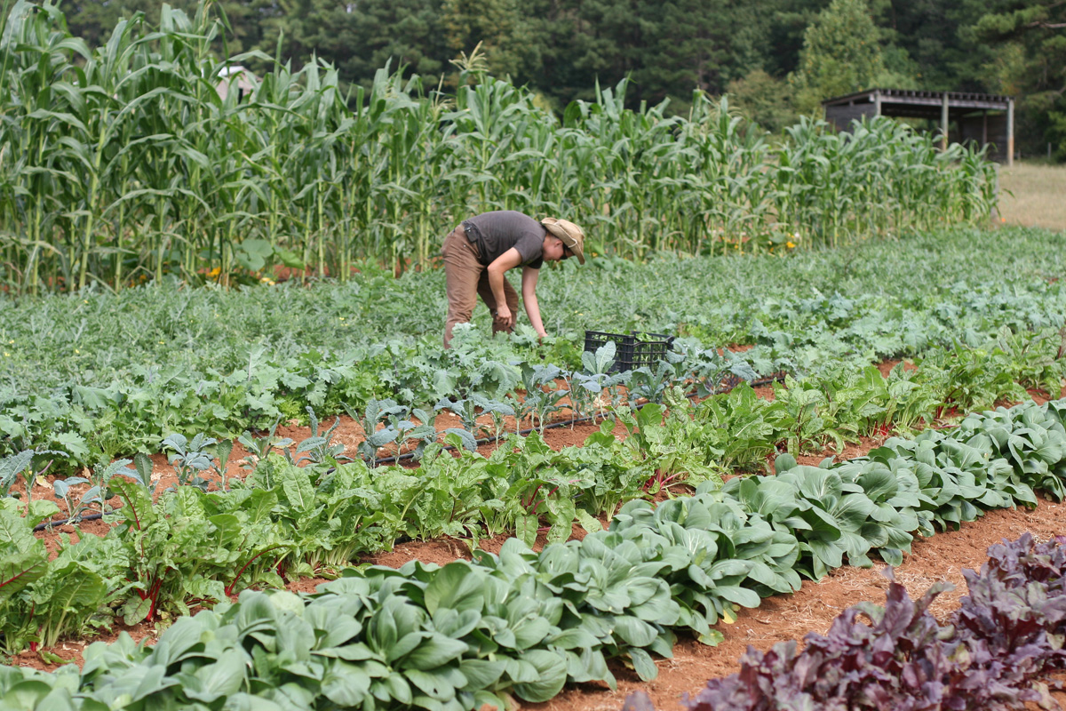 Farm Vegetables