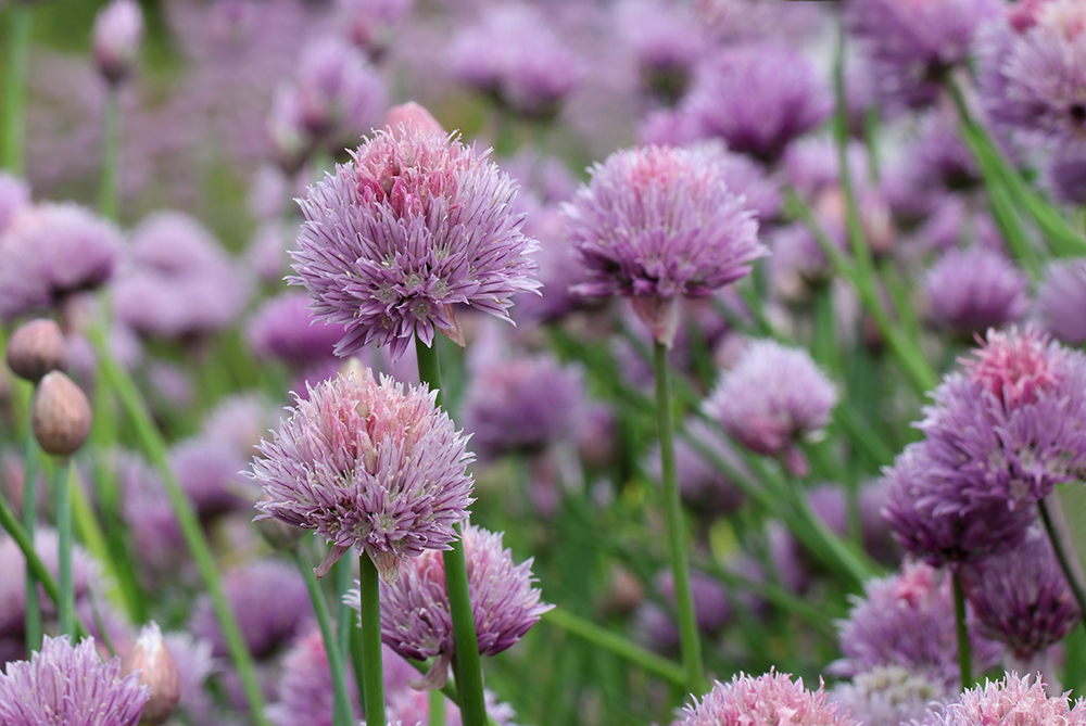The chives are gorgeous at peak bloom!