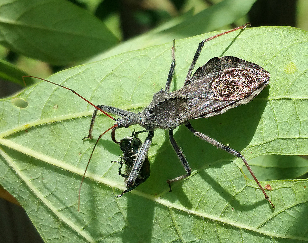 assassin bug : 네이버 블로그