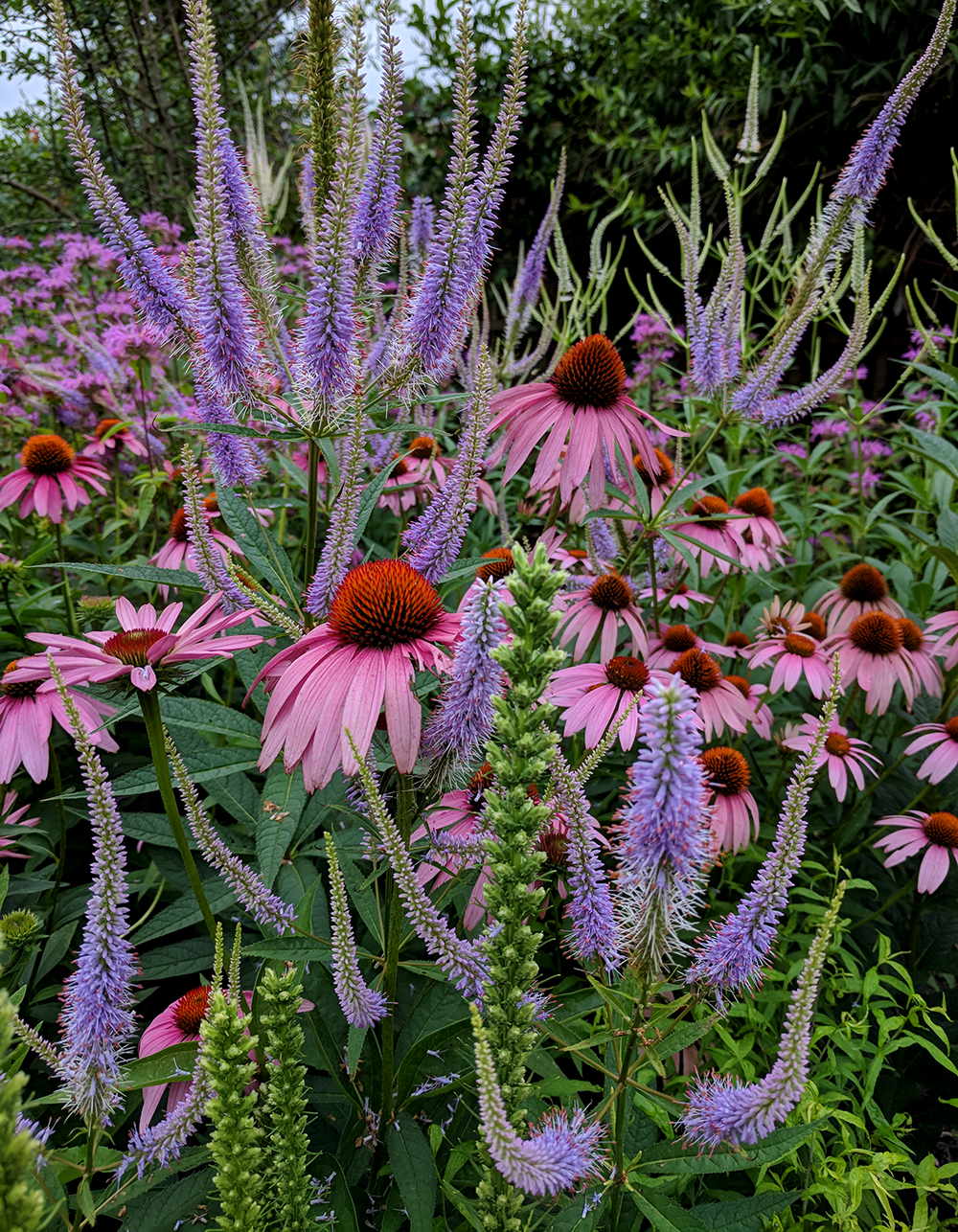 Coneflowers, culver's root, and bee balm in mid-June. 