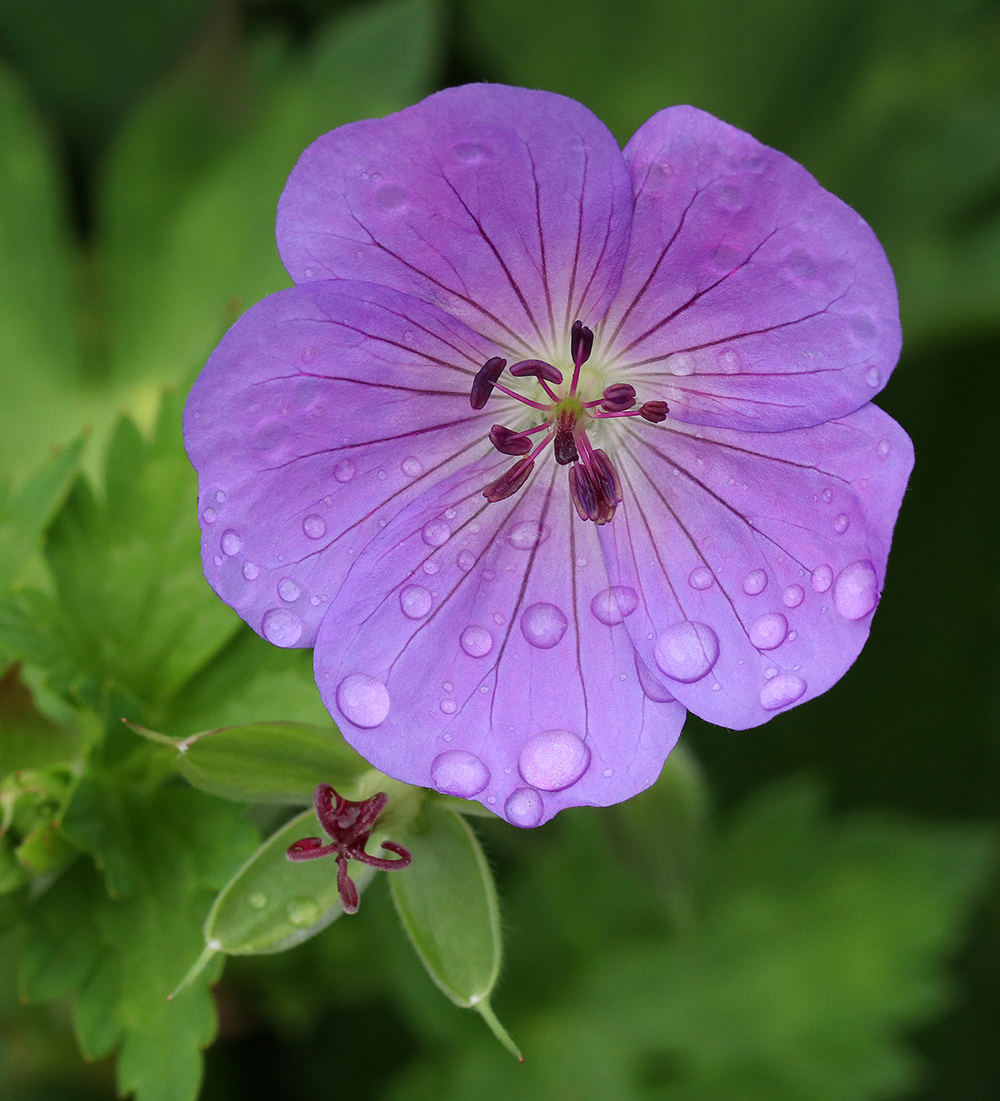Geranium soaks up the rain in mid-May. 