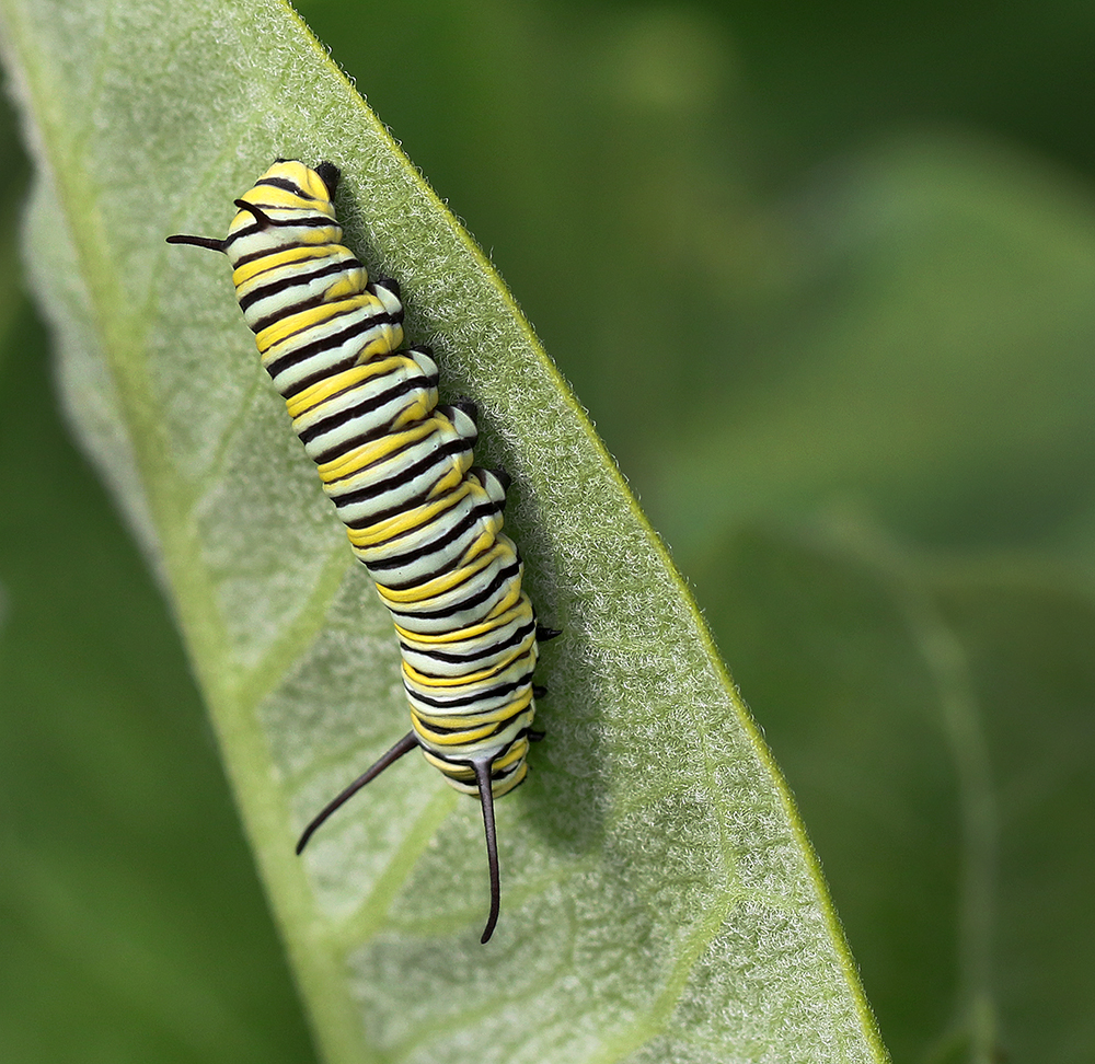 Monarch caterpillar on the redring milkweed in late May. 