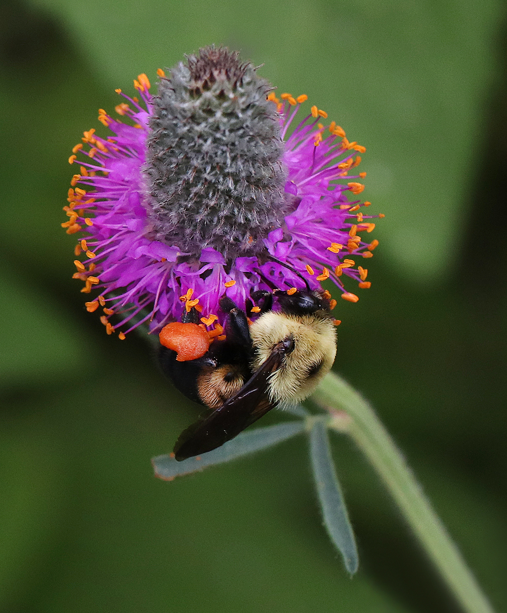 Bumble bee on purple prairie clover (Dalea purpurea).