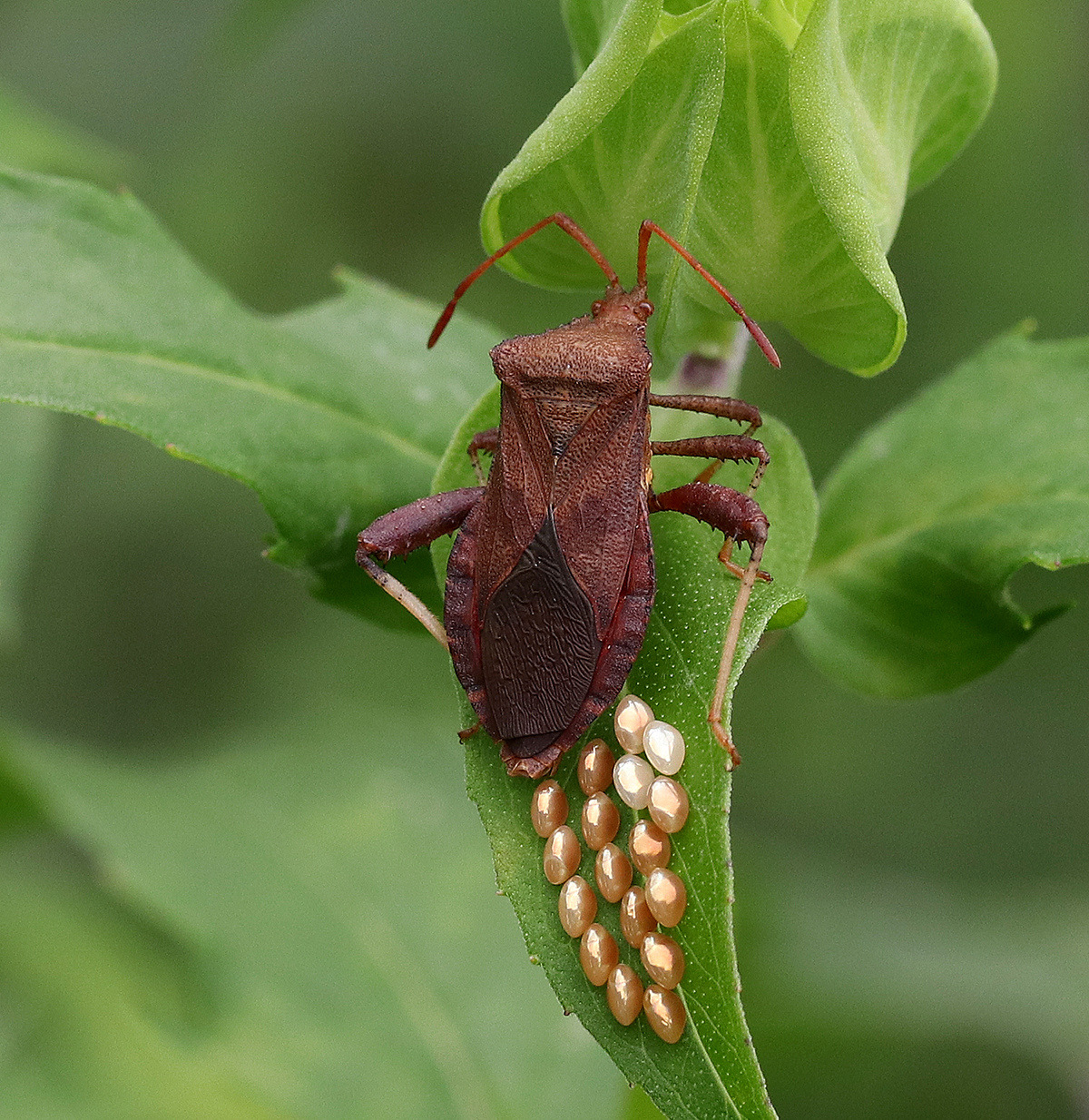 Helmeted squash bug laying eggs on bee balm in late May. 