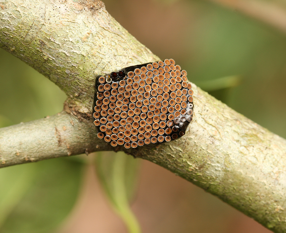 Wheel bug eggs on holly branch.