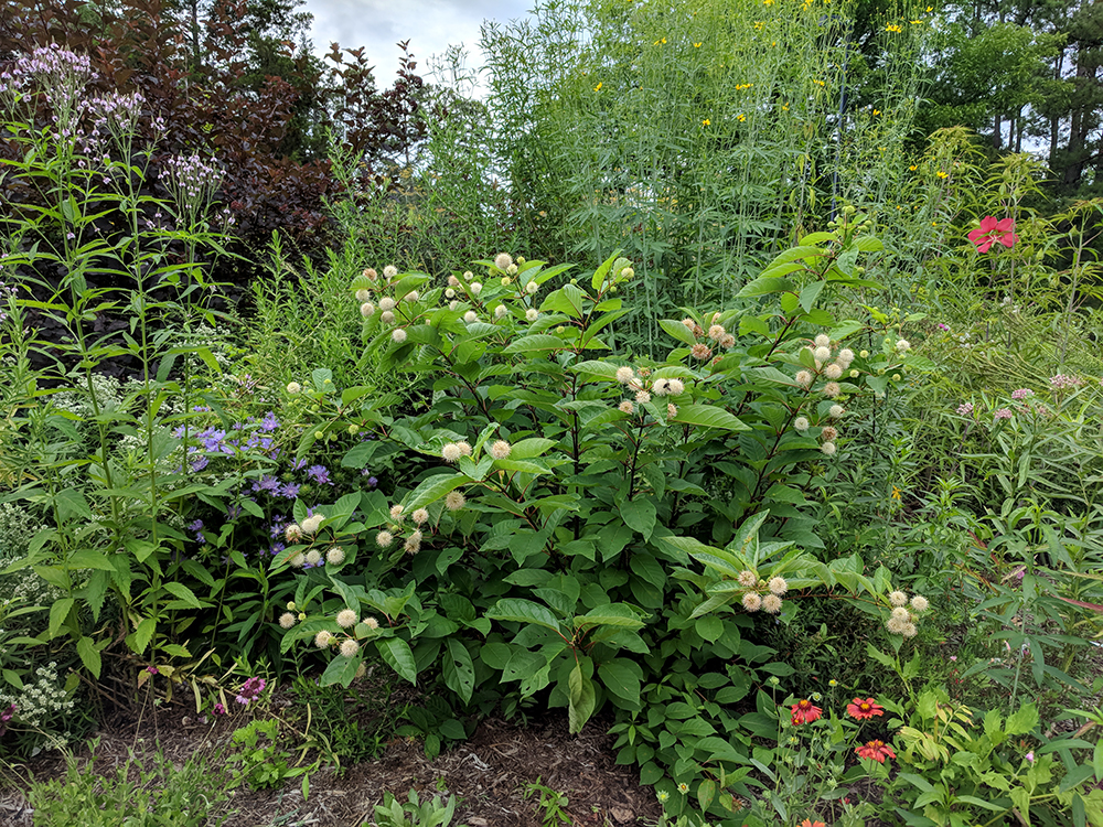 A buttonbush takes center stage with other lovely perennials in early July.