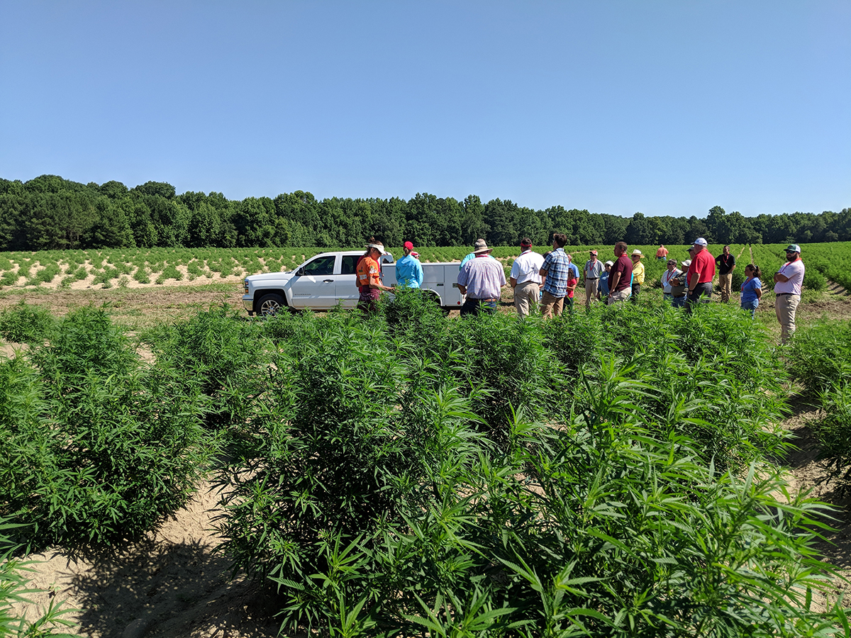 Agents visit the hemp production fields. Grower Ryan Patterson planted about 40 acres, starting in late May. He did three different planting dates. 